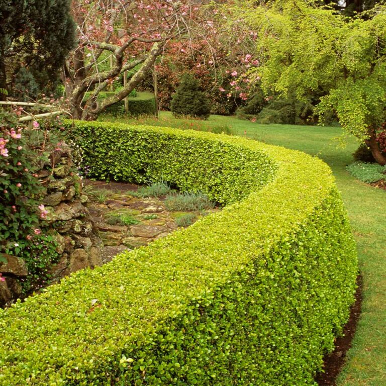 Conical Shaped Boxwood Formal Elegance in Low-Maintenance Garden Design
