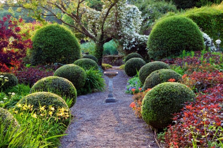 Topiary Yew Cones Perfect Evergreen Accents for Classic and Modern Gardens