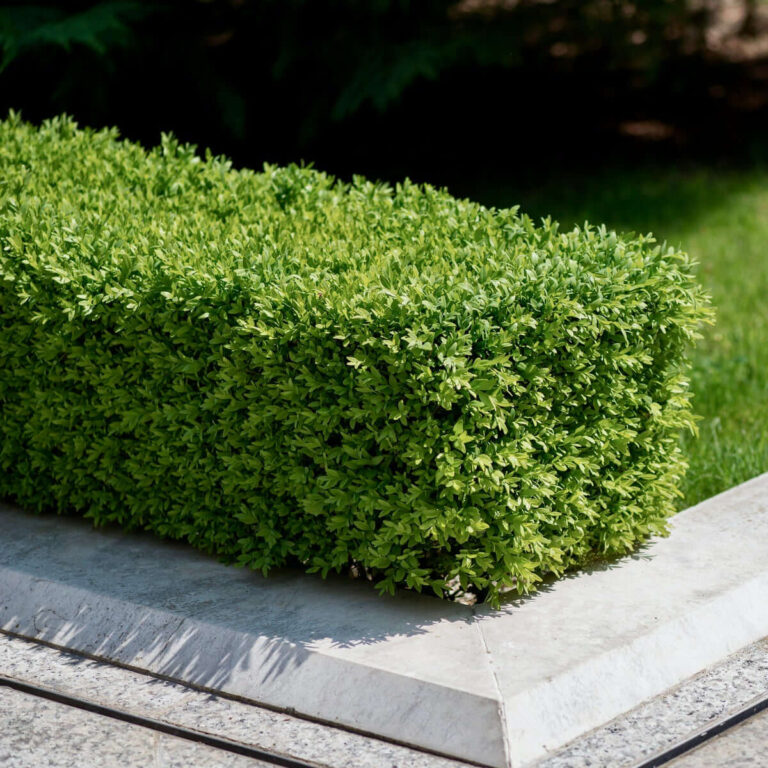 Cone Shape Boxwood Sculpted Evergreen Elegance for Formal Garden Design