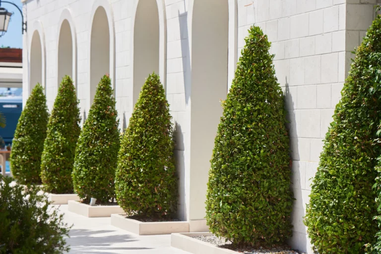 Spiral Trees for Landscaping Add Elegance and Structure to Your Garden Design