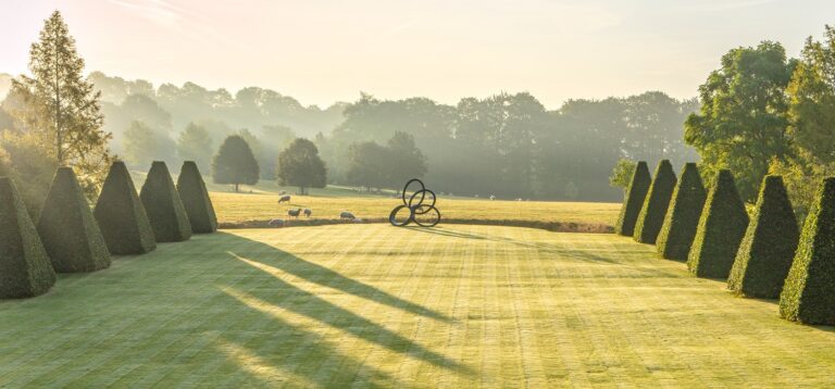 Yew Pyramids for Sale Elevate Your Garden with Sculpted Evergreen Elegance