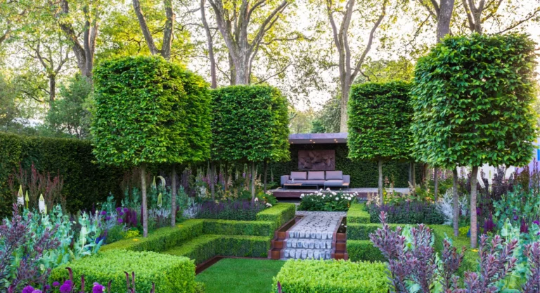 Buxus Cone Plants Evergreen Elegance for Structured Garden Design