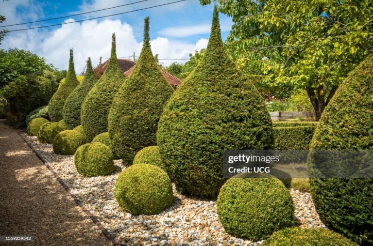 Yew Topiary Balls The Perfect Evergreen Sculptures for Timeless Garden Design