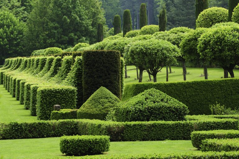Cone Shaped Boxwood Sculpted Elegance for Formal and Modern Garden Designs